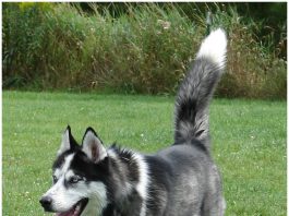 Alaskan Husky