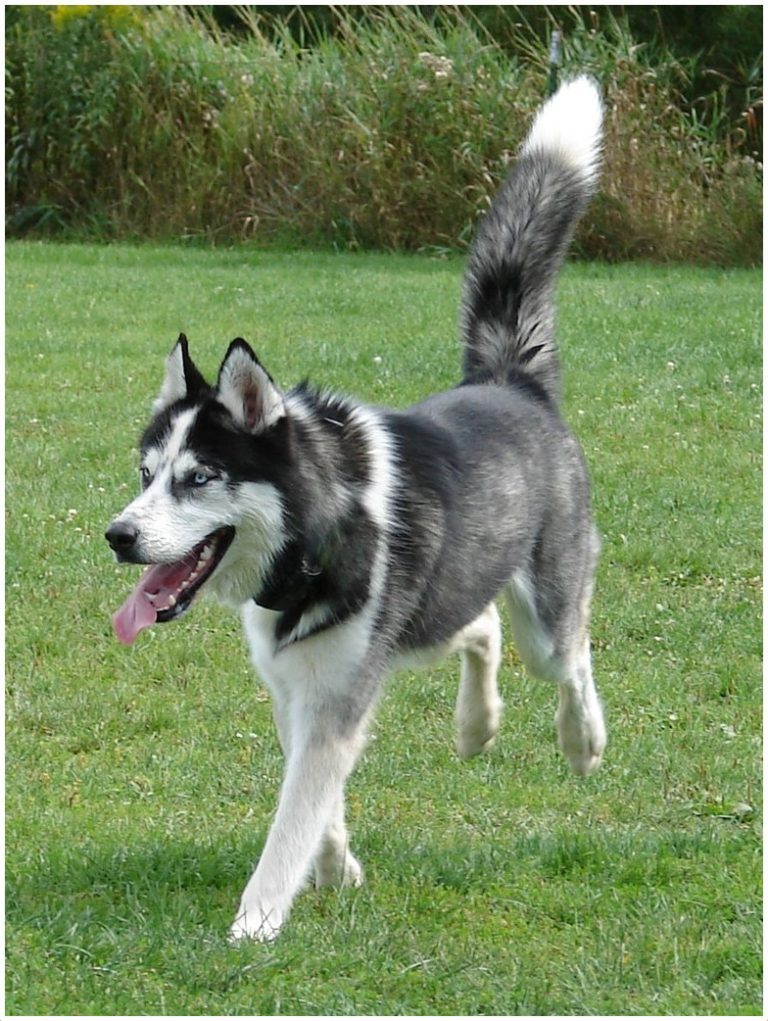 Alaskan Husky