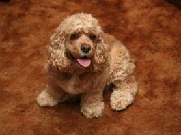 American Cocker Spaniel