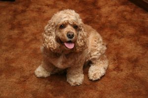 American Cocker Spaniel – Facts, Pictures, Life Span, Breeders, Appearance