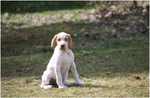 Ariege Pointer – Facts, Pictures, Diet, Information