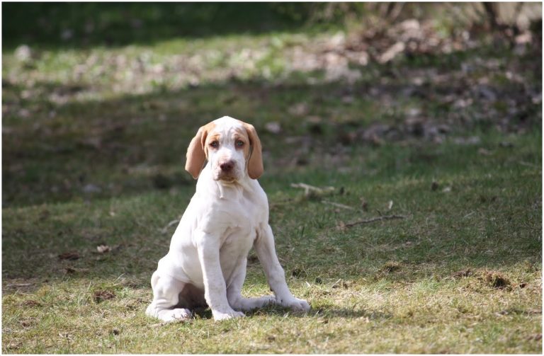 Ariege Pointer