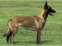 Belgian Malinois