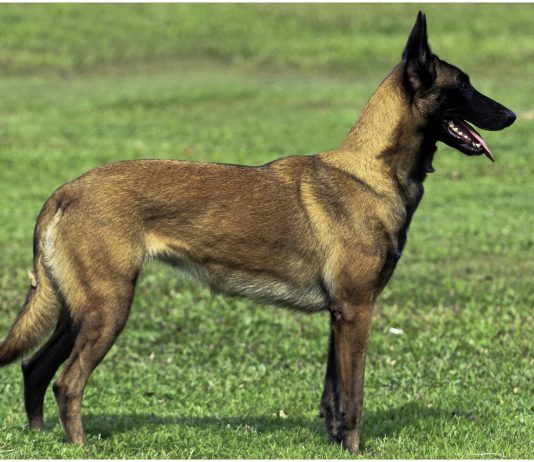 Belgian Malinois