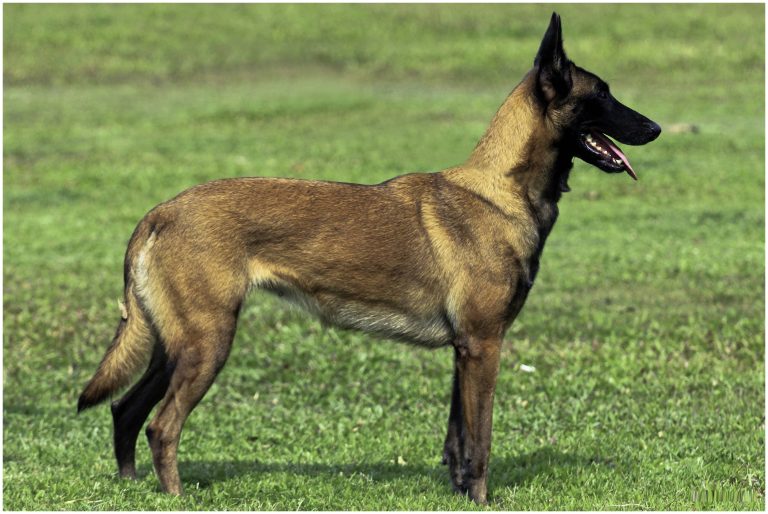 Belgian Malinois