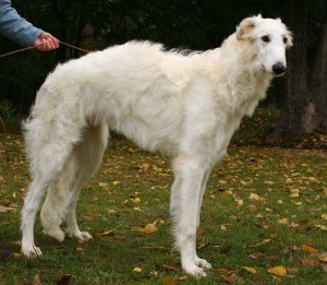 Borzoi – Facts, Pictures, Breeders, Temperament, Puppies, Habitat