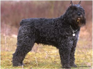 Bouvier des Flandres – Facts, Pictures, Puppies, Breeders, Information