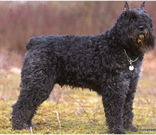 Bouvier des Flandres