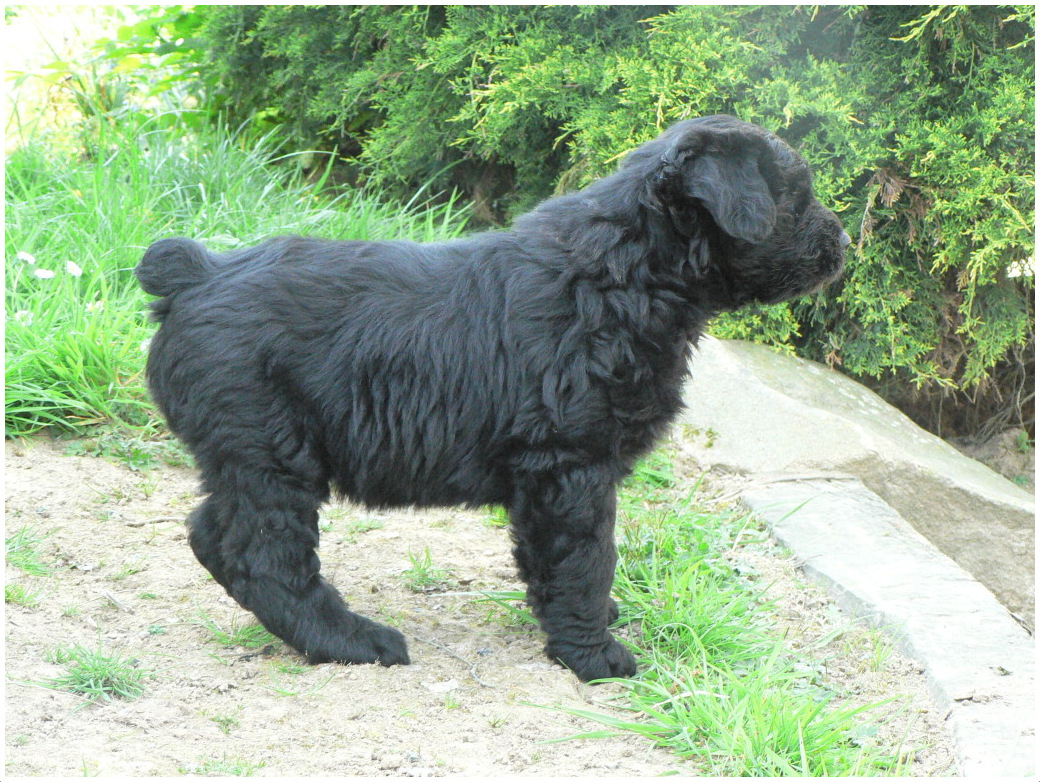 Bouvier Des Flandres Facts Pictures Puppies Breeders Characteristics Size Animals Adda