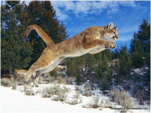 Cougar (Mountain Lion) – Facts, Pictures, Diet, Habitat, Predators