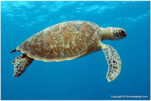 Green Turtle – Facts, Pictures, Diet, Habitat, Predators, Lifecycle