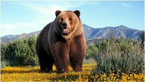 Grizzly Bear – Facts, Pictures, Behavior, Habitat, Diet, Appearance