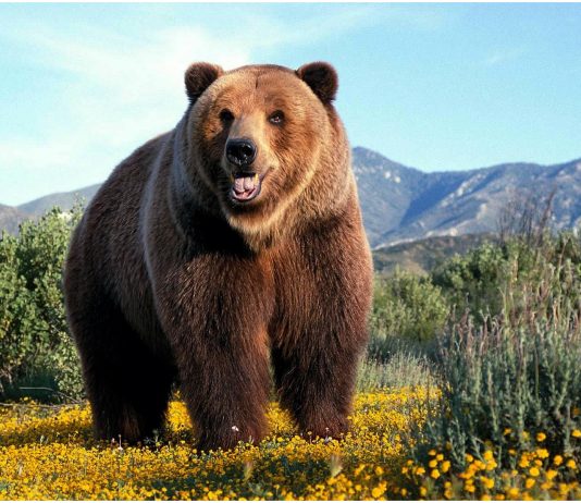 Grizzly Bear