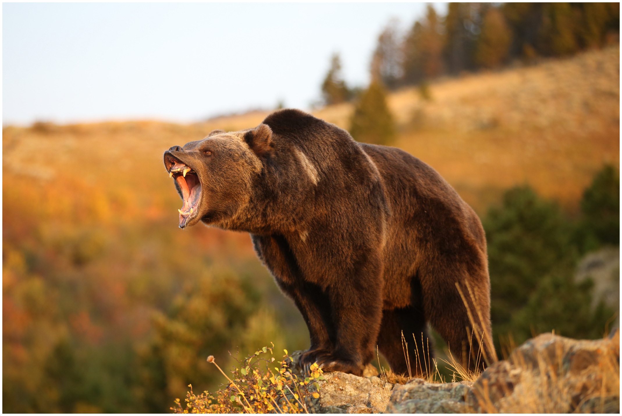 Разъярил медведя. Мексиканский медведь Гризли. Северная Америка медведь Гризли. Грозный медведь Гризли. Бурый медведь в Северной Америке.
