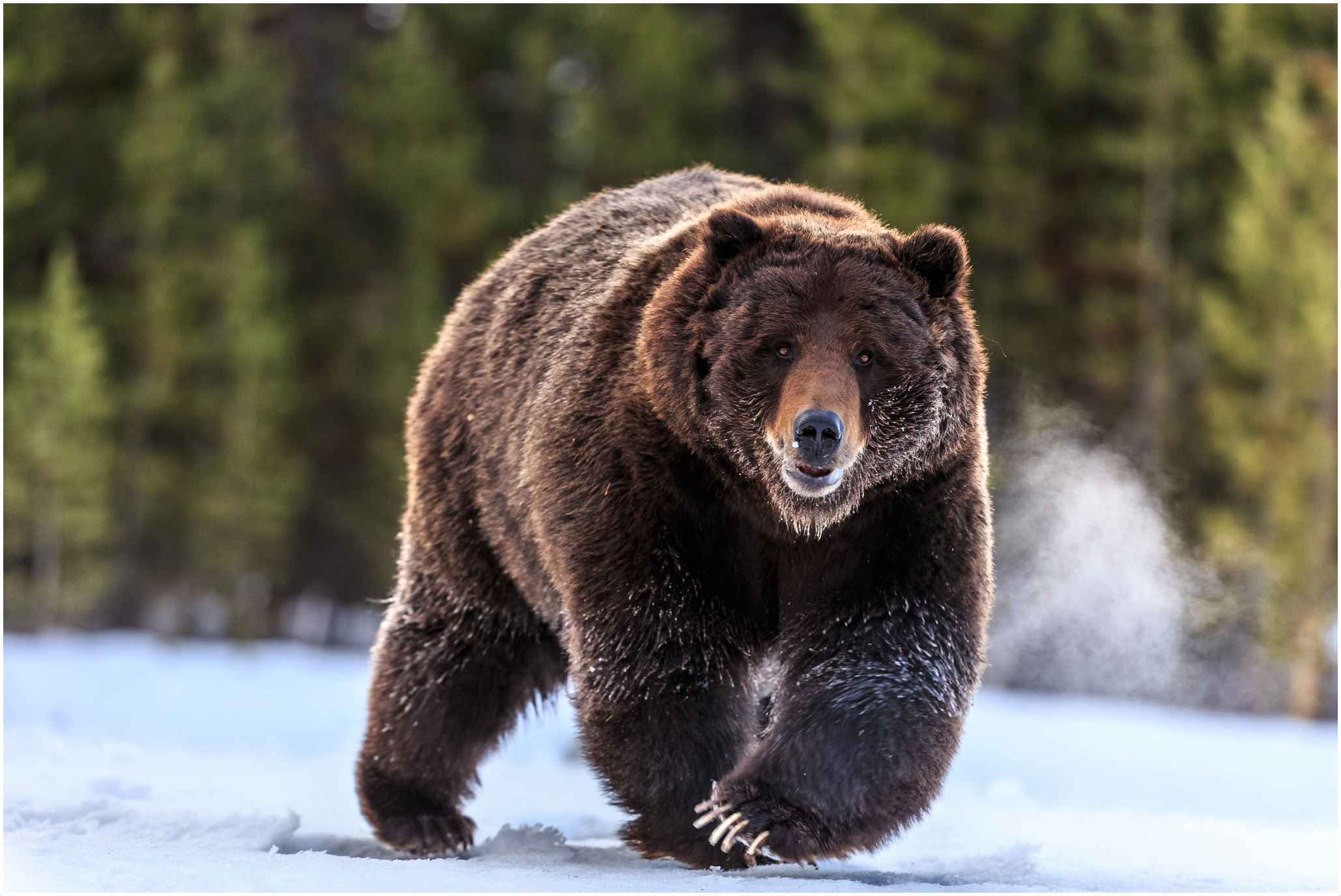 Медведь. Канадский медведь Гризли. Восточносибирский бурый медведь.