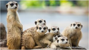 Meerkat – Facts, Pictures, Behavior, Diet, Appearance, Characteristics