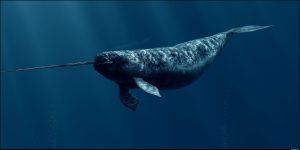 Narwhal – Facts, Pictures, Habitat, Behavior, Appearance