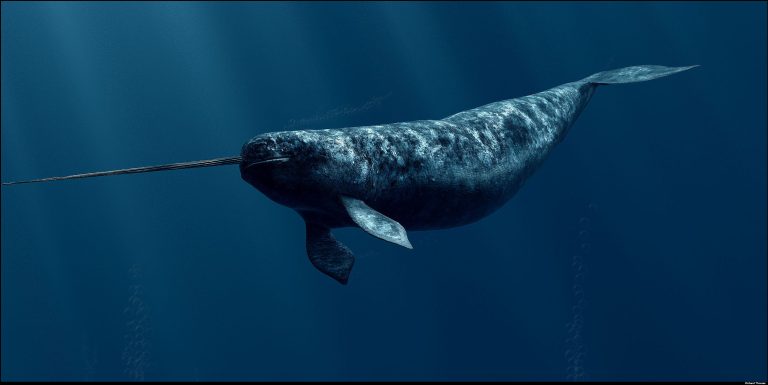 Narwhal