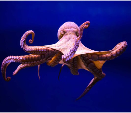 Octopus