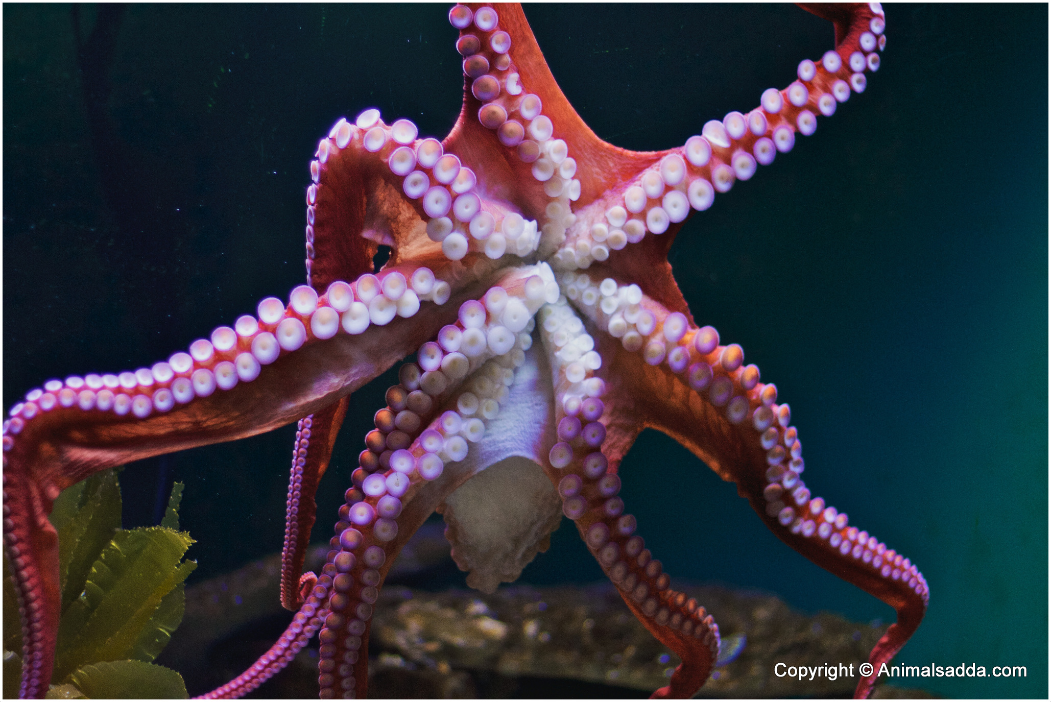 Осьминог это животное или нет. Длиннощупальцевый Спрут. Тихоокеанский полосатый осьминог. Длиннощупальцевый осьминог. Octopus осьминог.