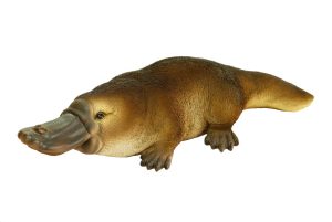 Platypus – Facts, Pictures, Habitat, Diet, Appearance