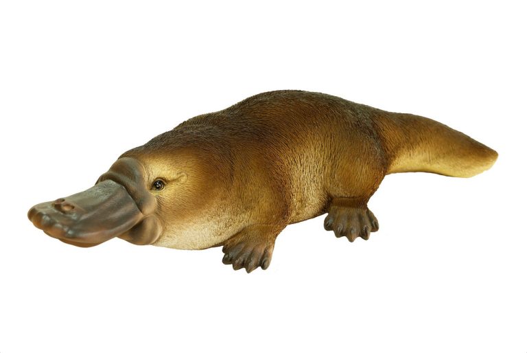 Platypus