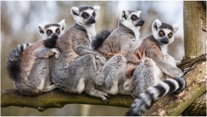 Ring-Tailed Lemur – Facts, Pictures, Behavior, Habitat, Diet
