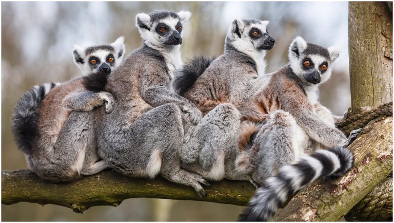 Ring-tailed lemur