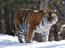 Siberian Tiger