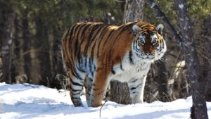 Siberian Tiger (Amur Tiger) – Facts, Pictures, Habitat, Behavior, Diet
