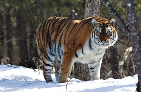 Siberian Tiger