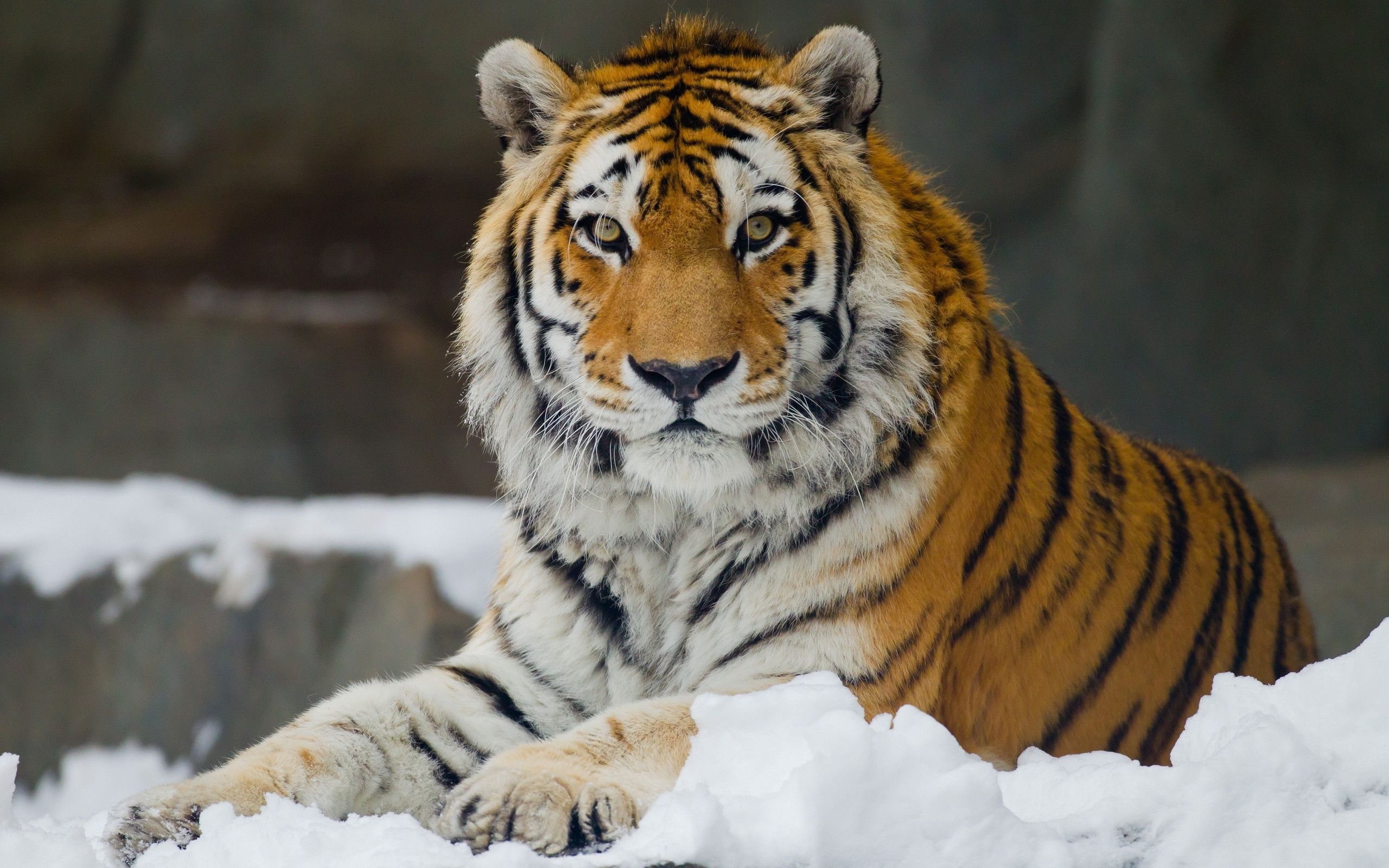 Siberian Tiger (Amur Tiger) - Facts For Kids, Pictures ...