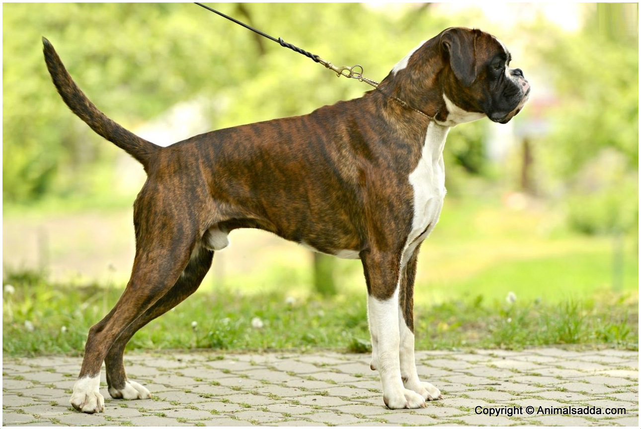 brindle boxer price