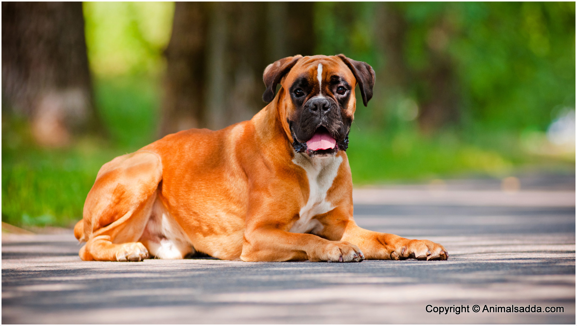 Big Dog Boxer Dog Price In India