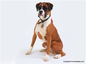 Boxer (Dog) – Facts, Puppies, Price, Characteristics