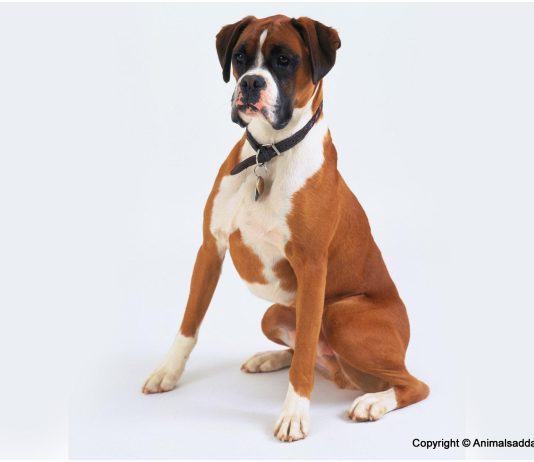 Boxer