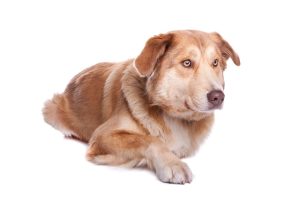Aidi – Facts, Pictures, Temperament, Puppies, Breeders