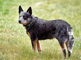 Australian Stumpy Tail Cattle Dog