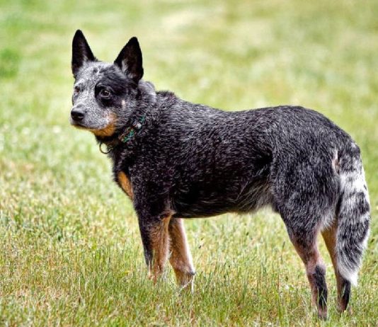 Australian Stumpy Tail Cattle Dog