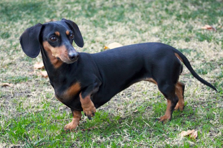 Dachshund