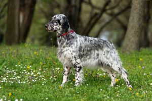English Setter – Facts, Pictures, Temperament, Puppies, Breeders