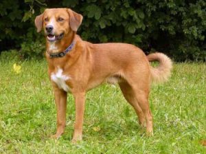 Austrian Pinscher – Facts, Pictures, Puppies, Temperament, Breeders