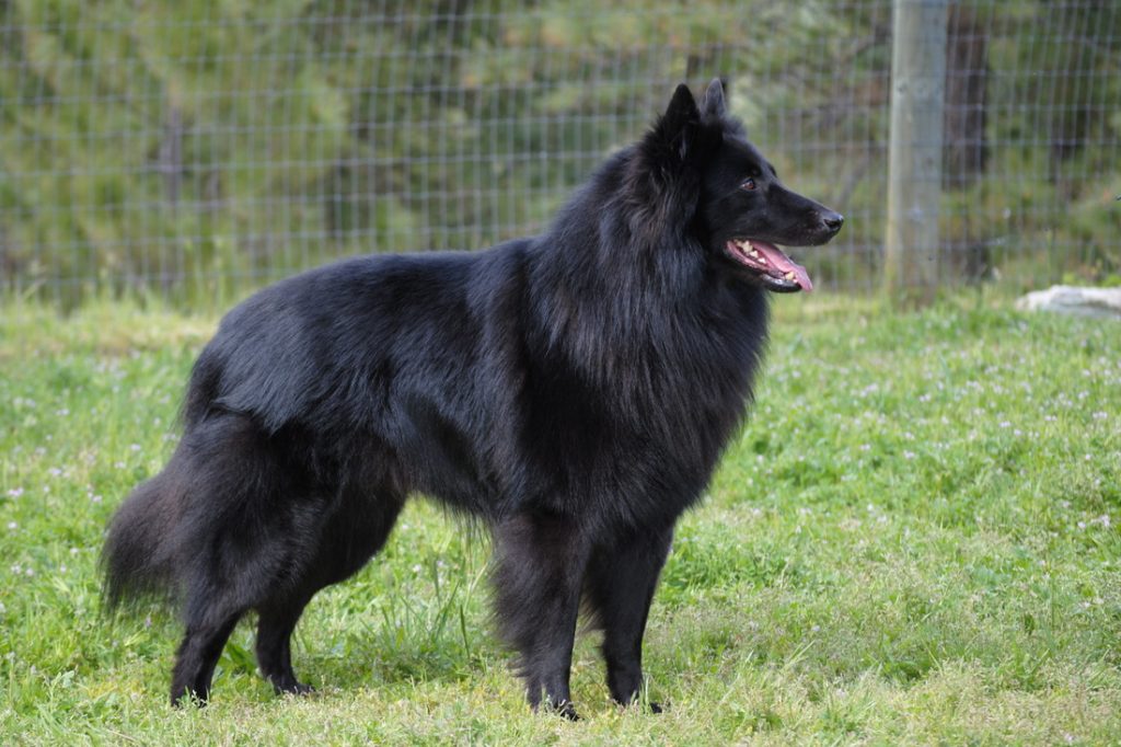 Belgian Tervuren