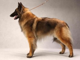 Belgian Tervuren