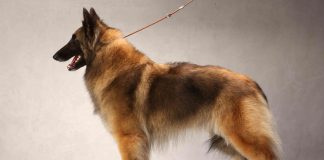 Belgian Tervuren