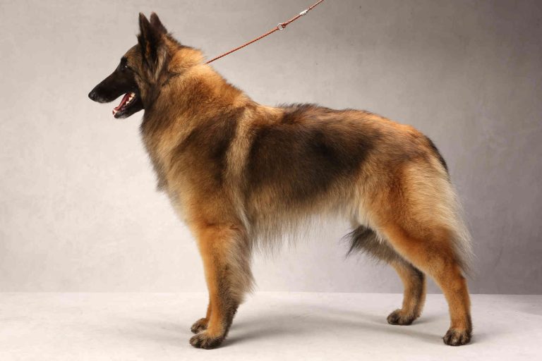 Belgian Tervuren