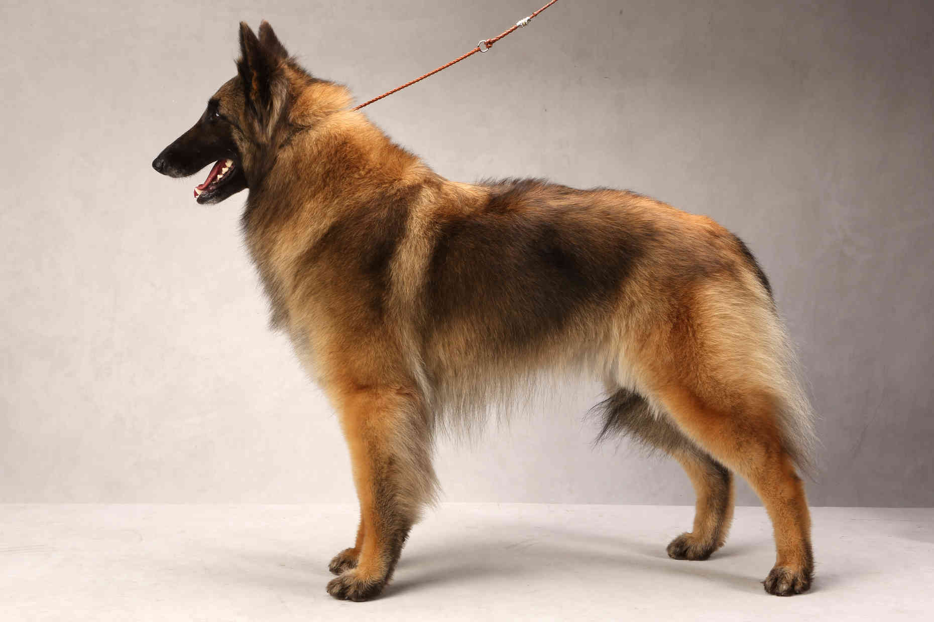 are belgian tervuren puppies lazy