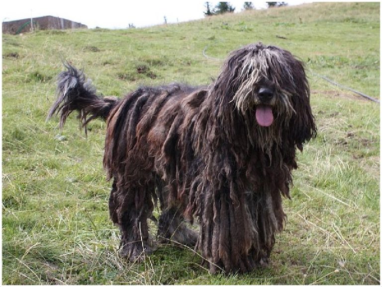 Bergamasco