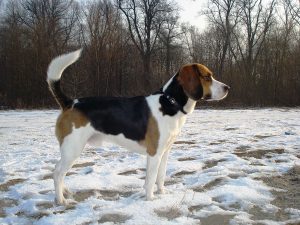 Beagle Harrier – Facts, Pictures, Puppies, Temperament, Breeders