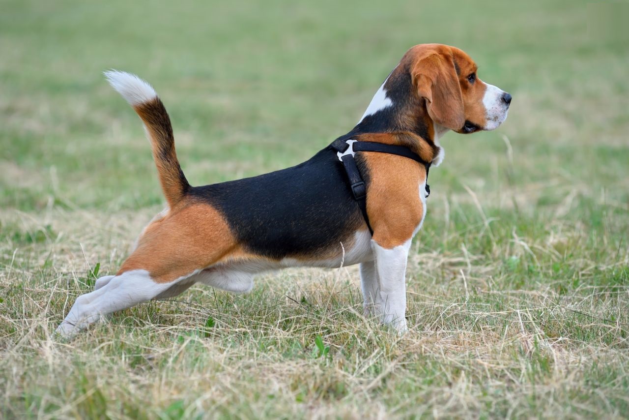 Бигль харрьер (Beagle Harrier)